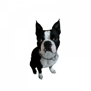 Hund